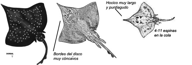 Dipturus oxyrhinchus_03.jpg